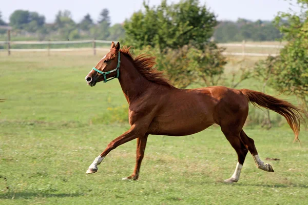 Young thoroughbred mare galloping on meadow — Stock Photo, Image