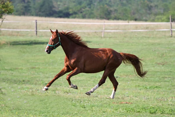 Cavalo de raça pura corre no pasto de verão — Fotografia de Stock