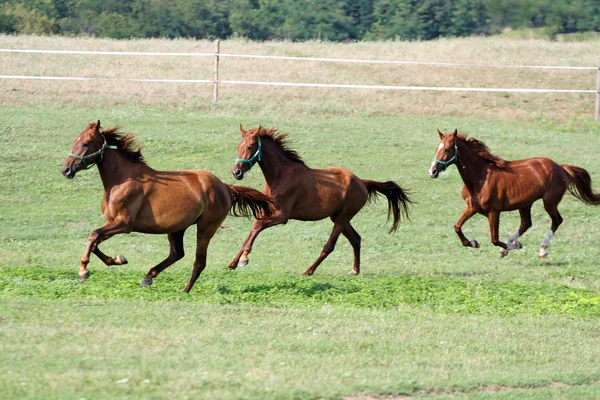 Τρεξίματα Καθαρόαιμα άλογα σε βοσκότοπους το καλοκαίρι — Φωτογραφία Αρχείου