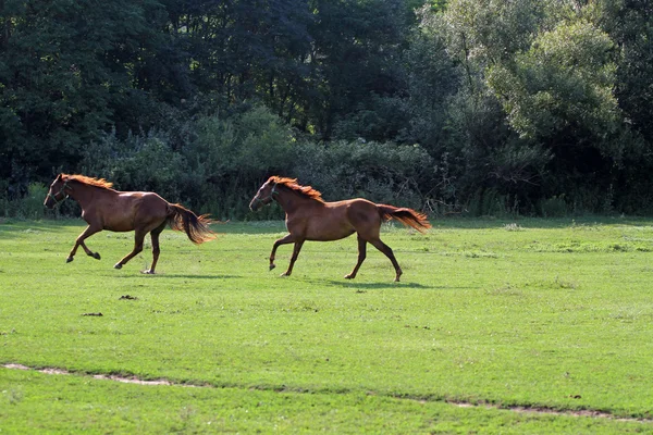 Άλογα που τρέχουν ελεύθερο σε βοσκότοπους το καλοκαίρι — Φωτογραφία Αρχείου