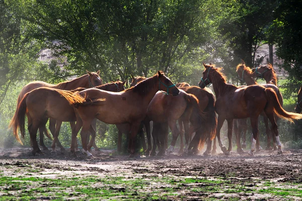 Groupe de chevaux buvant dans un abreuvoir au ranch rural — Photo