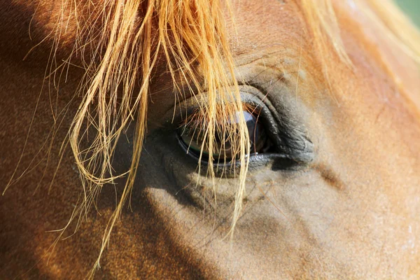 Close up of a horse head with detail on the eye — Stock Photo, Image