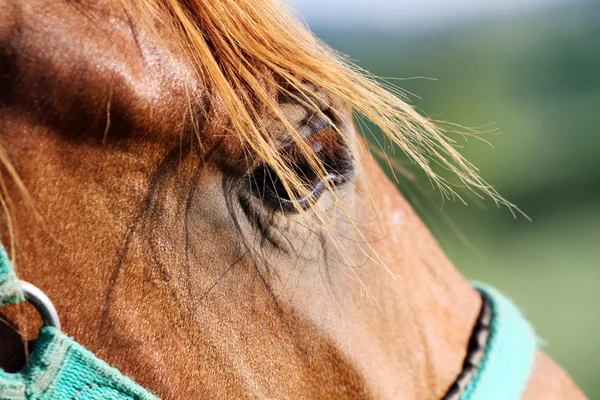 Закройте глаза чистокровному коню каштана — стоковое фото