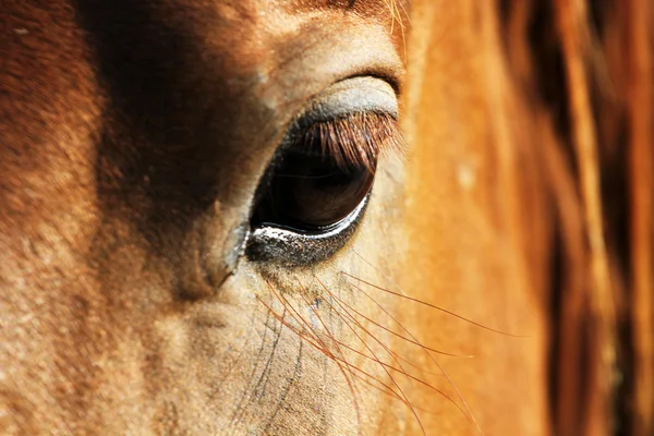 Закрытие головы лошади с деталями на глазу — стоковое фото