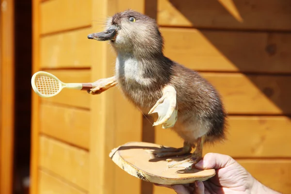 Okänd man innehar en apa anka — Stockfoto