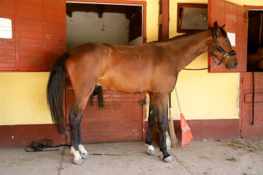 Ahırın kapısında genç ve güzel bir at. Ahırda duran eyer atı.