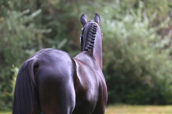 Thoroughbred Varmblodig Häst Poserar För Kamera Mot Grön Naturlig Bakgrund — Stockfoto
