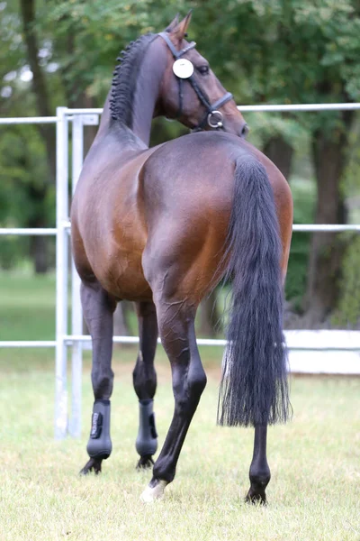 Purosangue Cavallo Caldo Posa Fotocamera Contro Sfondo Verde Naturale — Foto Stock