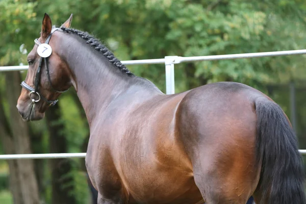 徹底した繁殖暖かい血の馬ポーズのためにカメラに対して緑の自然な背景 — ストック写真