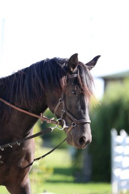 Genç ve güzel at kameraya poz veriyor. Yaz ağılındaki safkan genç bir atın portresi. Doğal arka planda, kırsal alanda genç bir evcil atın yakın çekimi.