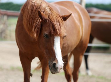 Genç ve güzel at kameraya poz veriyor. Yaz ağılındaki safkan genç bir atın portresi. Doğal arka planda, kırsal alanda genç bir evcil atın yakın çekimi.