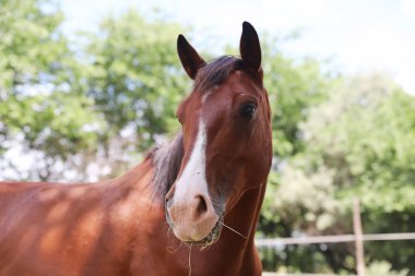 Genç ve güzel at kameraya poz veriyor. Yaz ağılındaki safkan genç bir atın portresi. Doğal arka planda, kırsal alanda genç bir evcil atın yakın çekimi.