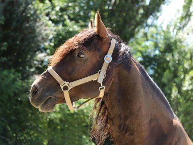 Genç ve güzel at kameraya poz veriyor. Yaz ağılındaki safkan genç bir atın portresi. Doğal arka planda, kırsal alanda genç bir evcil atın yakın çekimi.