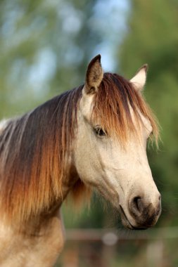 Genç ve güzel at kameraya poz veriyor. Yaz ağılındaki safkan genç bir atın portresi. Doğal arka planda, kırsal alanda genç bir evcil atın yakın çekimi.