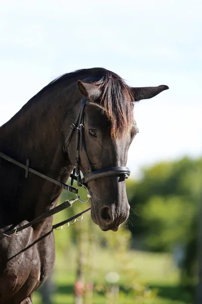 Joven Caballo Hermoso Posando Para Cámara Retrato Joven Caballo Pura — Foto de Stock