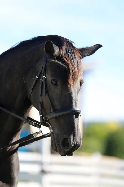 Giovane Bel Cavallo Posa Fotocamera Ritratto Cavallo Giovane Razza Nel — Foto Stock