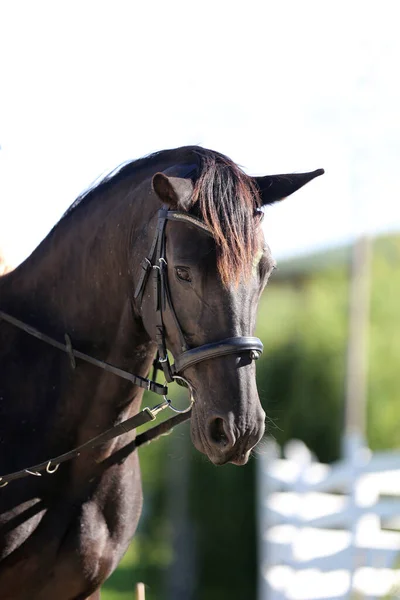Молодая Красивая Лошадь Позирует Перед Камерой Портрет Чистокровной Молодой Лошади — стоковое фото