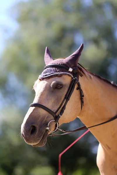 Jovem Cavalo Bonito Posando Para Câmera Retrato Cavalo Jovem Raça — Fotografia de Stock