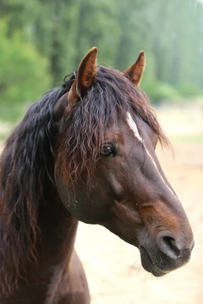 Young Beautiful Horse Posing Camera Portrait Purebred Young Horse Summer — Stock Photo, Image