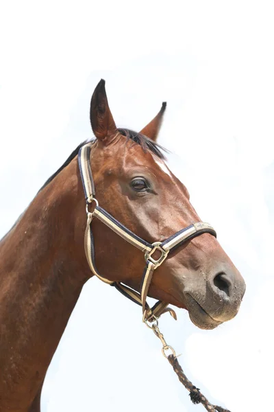 Jovem Cavalo Bonito Posando Para Câmera Retrato Cavalo Jovem Raça — Fotografia de Stock