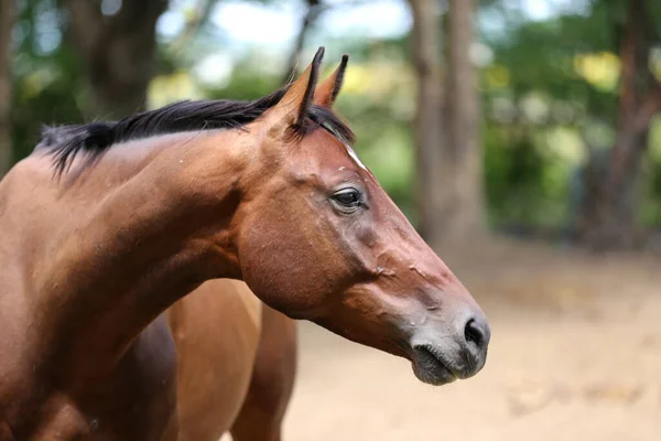 若い美しい馬のカメラのポーズ 夏のサンゴの純血種の若い馬の肖像画 田舎の自然を背景にした若い国内馬の閉鎖 — ストック写真