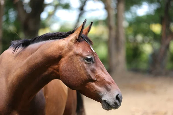 Young Beautiful Horse Posing Camera Portrait Purebred Young Horse Summer — Stock Photo, Image