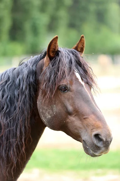 Giovane Bel Cavallo Posa Fotocamera Ritratto Cavallo Giovane Razza Nel — Foto Stock