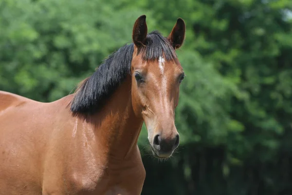 若い美しい馬のカメラのポーズ 夏のサンゴの純血種の若い馬の肖像画 田舎の自然を背景にした若い国内馬の閉鎖 — ストック写真