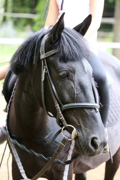 Joven Caballo Hermoso Posando Para Cámara Retrato Joven Caballo Pura — Foto de Stock