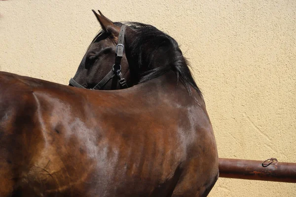 Jong Mooi Paard Poseren Voor Camera Portret Van Een Raszuiver — Stockfoto