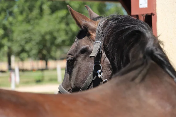 Jovem Cavalo Bonito Posando Para Câmera Retrato Cavalo Jovem Raça — Fotografia de Stock