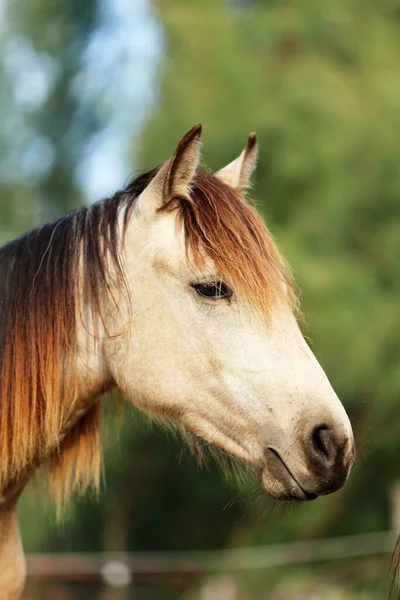 若い美しい馬のカメラのポーズ 夏のサンゴの純血種の若い馬の肖像画 田舎の自然を背景にした若い国内馬の閉鎖 — ストック写真