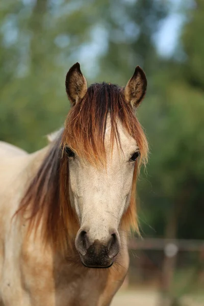 Młody Piękny Koń Pozujący Kamery Portret Młodego Konia Czystej Krwi — Zdjęcie stockowe