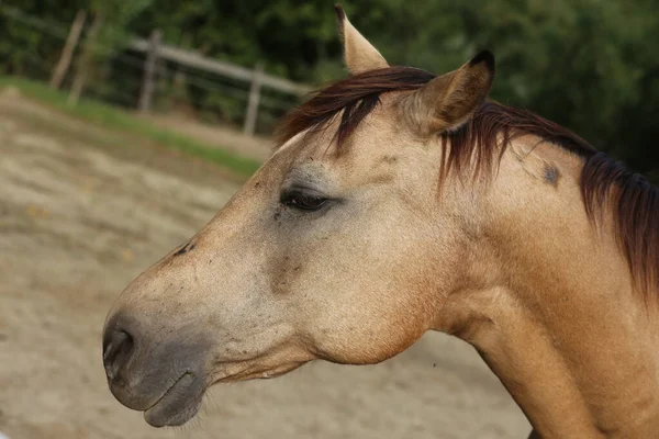 Jeune Beau Cheval Posant Pour Caméra Portrait Jeune Cheval Race — Photo