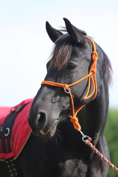 Joven Caballo Hermoso Posando Para Cámara Retrato Joven Caballo Pura —  Fotos de Stock