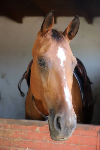Jong Mooi Paard Poseren Voor Camera Portret Van Een Raszuiver — Stockfoto