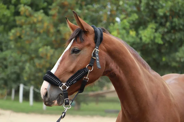 若い美しい馬のカメラのポーズ 夏のサンゴの純血種の若い馬の肖像画 田舎の自然を背景にした若い国内馬の閉鎖 — ストック写真