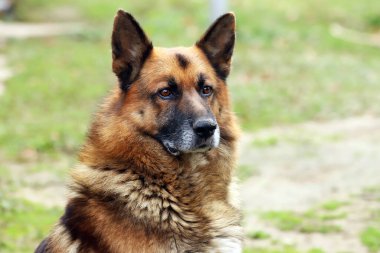 Alman çoban köpeği safkan köpek portresi. Doğal yeşil arka plana yakın.