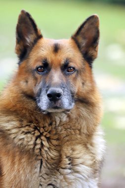 Alman çoban köpeği safkan köpek portresi. Doğal yeşil arka plana yakın.