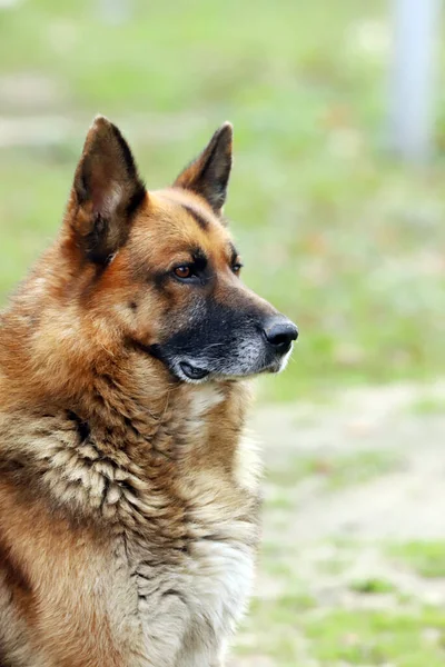德国牧羊犬纯种狗肖像画接近自然绿色背景 — 图库照片