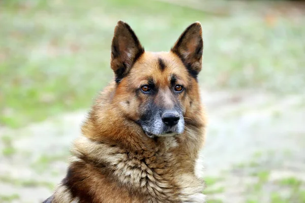 Alman Çoban Köpeği Safkan Köpek Portresi Doğal Yeşil Arka Plana — Stok fotoğraf