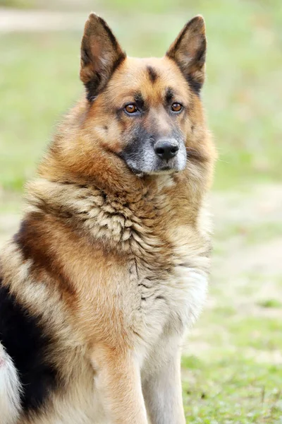 Alemão Pastor Canino Puro Cão Retrato Close Fundo Verde Natural — Fotografia de Stock