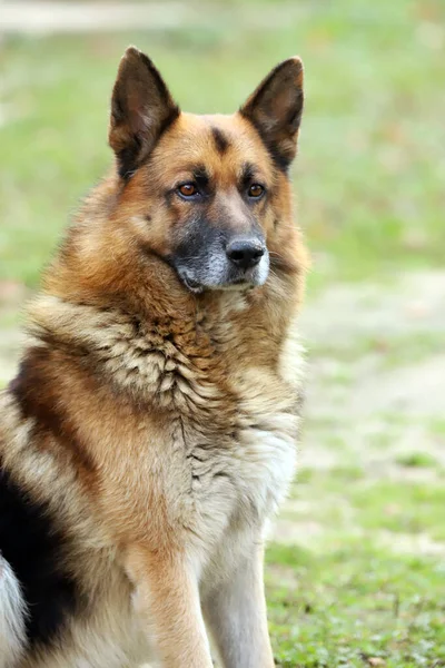 德国牧羊犬纯种狗肖像画接近自然绿色背景 — 图库照片