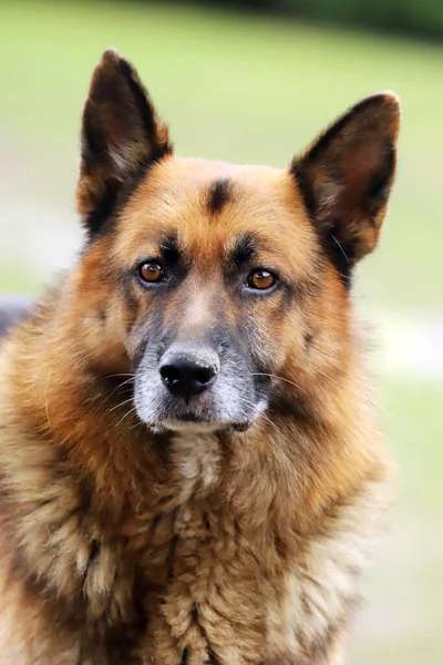 Alemão Pastor Canino Puro Cão Retrato Close Fundo Verde Natural — Fotografia de Stock