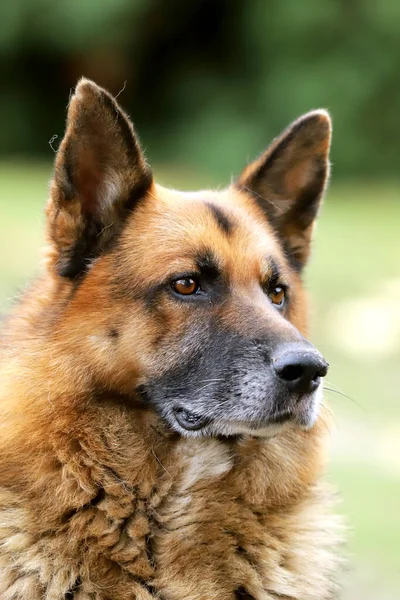 Alman Çoban Köpeği Safkan Köpek Portresi Doğal Yeşil Arka Plana — Stok fotoğraf