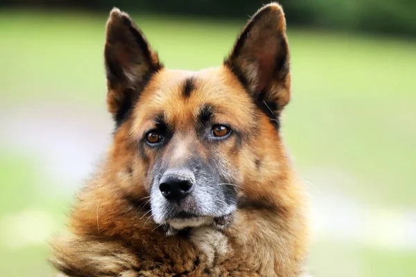 Alman Çoban Köpeği Safkan Köpek Portresi Doğal Yeşil Arka Plana — Stok fotoğraf