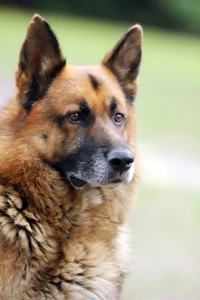 German Shepherd Canine Purebred Dog Portrait Close Natural Green Background — Stock Photo, Image
