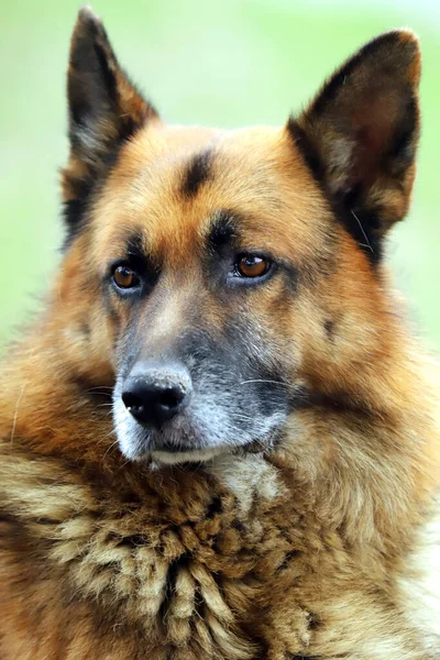 Deutsche Schäferhund Reinrassige Hund Portrait Nahaufnahme Auf Natürlichem Grünen Hintergrund — Stockfoto