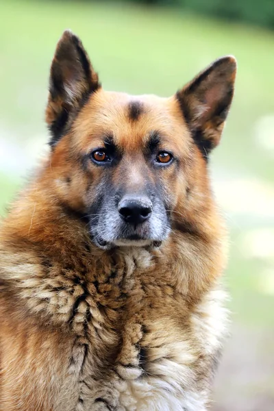 Alemão Pastor Canino Puro Cão Retrato Close Fundo Verde Natural — Fotografia de Stock