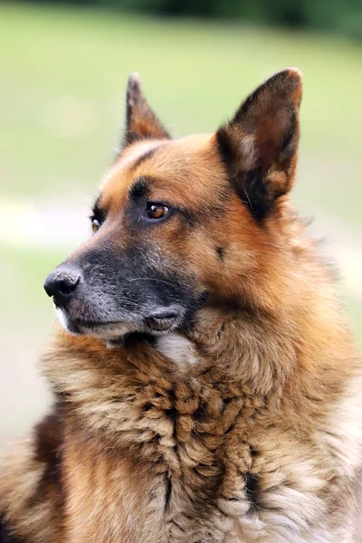 Alemão Pastor Canino Puro Cão Retrato Close Fundo Verde Natural — Fotografia de Stock